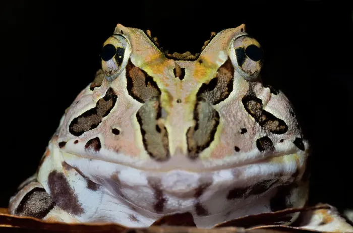 Framed Print : Pacific Big Mouth Frog (Certophrys stolzamanni) - captive bred Framed Print : Pacific Big Mouth Frog (Certophrys stolzamanni) - captive bred