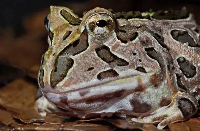 Framed Print : Pacific Big Mouth Frog (Certophrys stolzamanni) - captive bred Framed Print : Pacific Big Mouth Frog (Certophrys stolzamanni) - captive bred