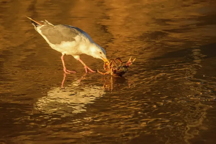 Framed Print : Pacific gull killing and eating a crab, Hug Point State Scenic Area, Oregon, USA