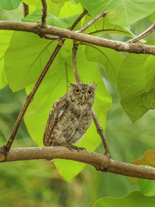 Framed Print : Pacific Screech Owl (Megascops cooperi), Orotino, Alajuela, Costa Rica