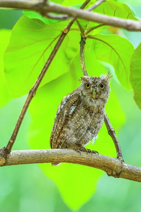 Framed Print : Pacific screech owl (Megascops cooperi), Orotina, Alajuela, Costa Rica Framed Print : Pacific screech owl (Megascops cooperi), Orotina, Alajuela, Costa Rica