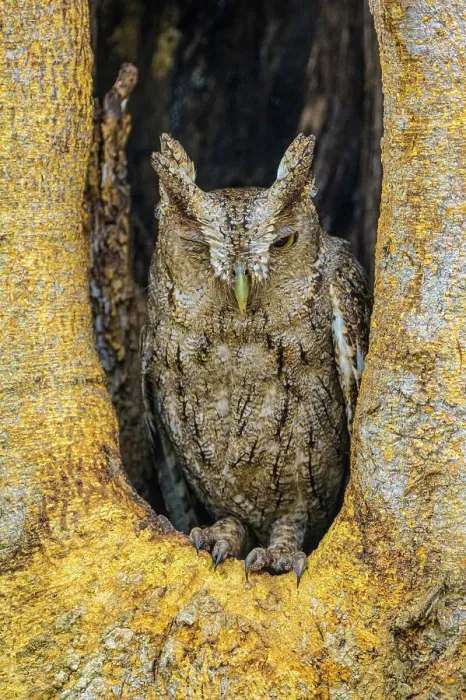 Framed Print : Pacific screech owl (Megascops cooperi) In nest cavity, Orotina, Alajuela, Costa Rica Framed Print : Pacific screech owl (Megascops cooperi) In nest cavity, Orotina, Alajuela, Costa Rica
