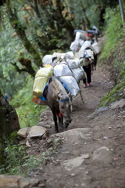 Pack horses climbing the path to the Tango monastery in Thimpu, Bhutan