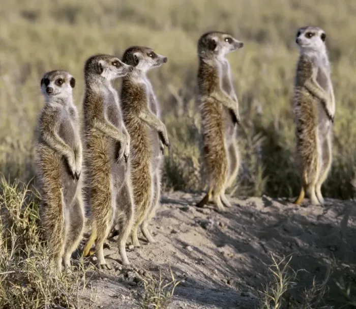 Framed Print : A pack of meerkats on the edge of the Ntwetwe salt Framed Print : A pack of meerkats on the edge of the Ntwetwe salt