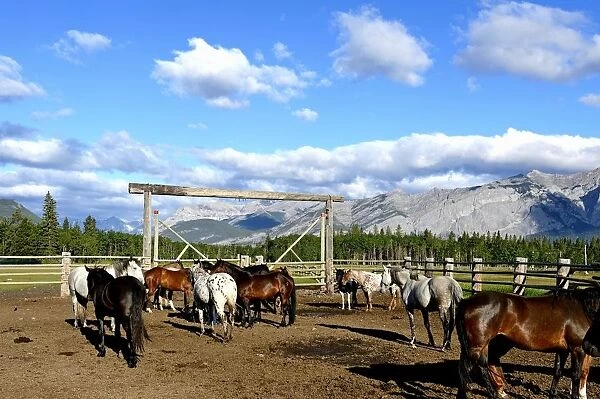 The paddock at Rafter Six Ranch, Exshaw, Calgary, Alberta, Canada, North America
