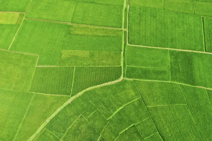 Framed Print : Paddy field, Bogura, Bangladesh