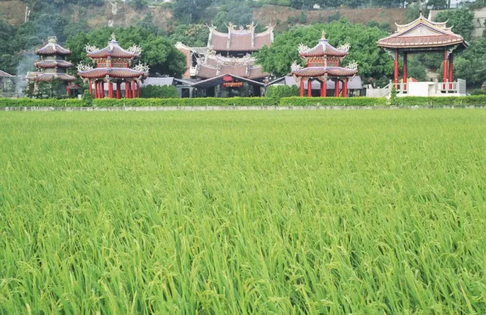 Framed Print : Paddy field in front of Buddhist temple, Taiwan Framed Print : Paddy field in front of Buddhist temple, Taiwan