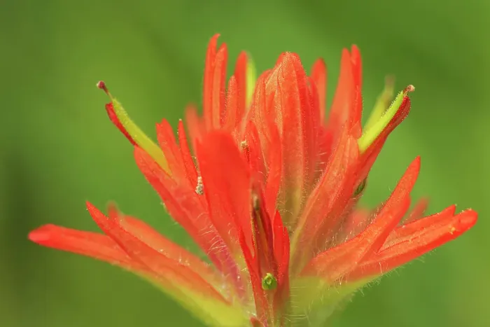 Framed Print : Painbrush (Castilleja sp) at Bow Lake, Banff National Park, Alberta, Canada Framed Print : Painbrush (Castilleja sp) at Bow Lake, Banff National Park, Alberta, Canada