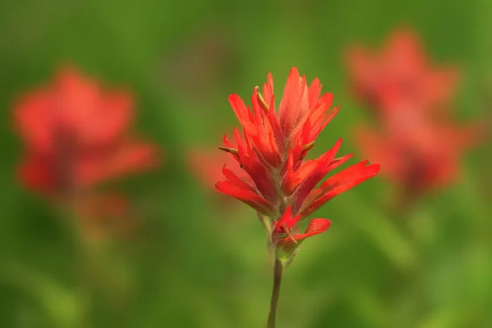 Framed Print : Painbrush (Castilleja sp) at Bow Lake, Banff National Park, Alberta, Canada
