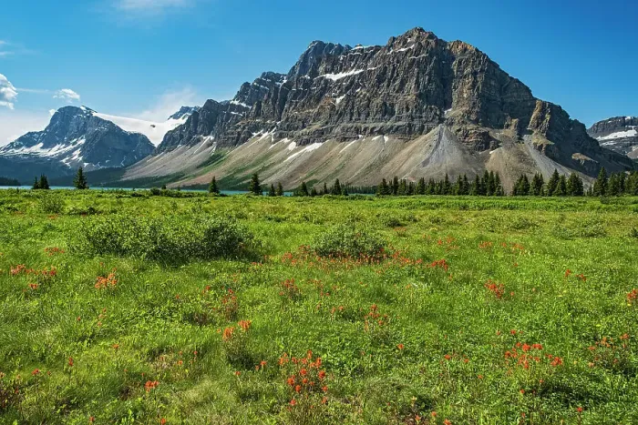 Framed Print : Paintbrush (Castelija sp) and other WIldflowers in meadow on north side of Bow Lake Banff National Park, Alberta, Canada Framed Print : Paintbrush (Castelija sp) and other WIldflowers in meadow on north side of Bow Lake Banff National Park, Alberta, Canada