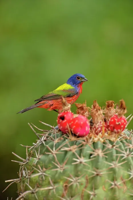 Framed Print : Painted bunting (Passerina ciris) Male, Rio Grande City, Texas, USA