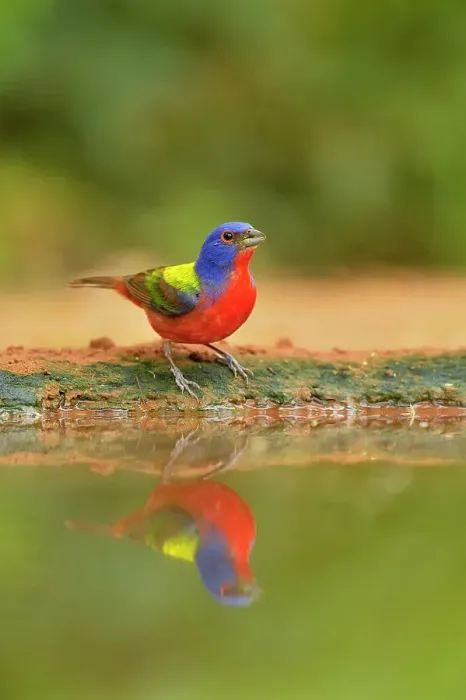 Framed Print : Painted bunting (Passerina ciris) Male Bathing at the waterhole, Rio Grande City, Texas, USA Framed Print : Painted bunting (Passerina ciris) Male Bathing at the waterhole, Rio Grande City, Texas, USA
