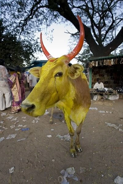 Painted Cow, Mysore, Karnataka, India