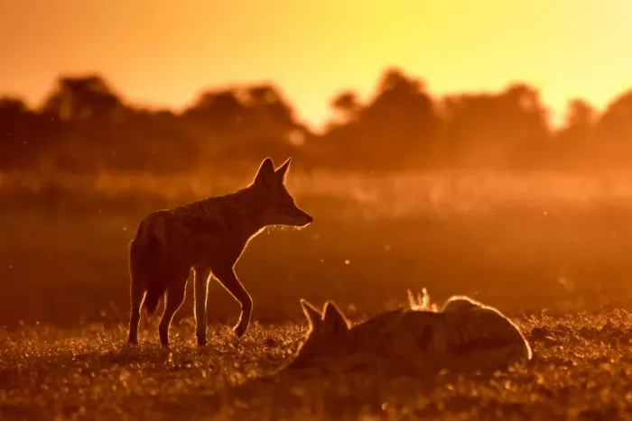 Framed Print : A pair of Black-backed Jackal in golden light, Okavango Delta, Botswana Framed Print : A pair of Black-backed Jackal in golden light, Okavango Delta, Botswana