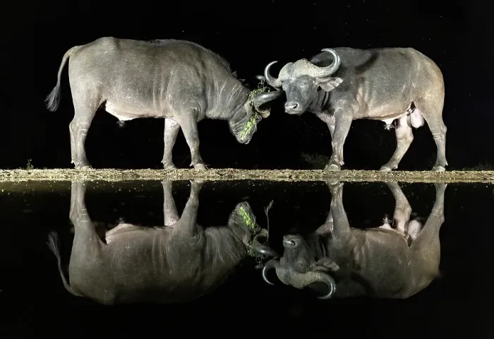 Framed Print : Pair of Cape Buffalo reflected in floodlit watering hole, Zimanga Private Game Reserve, Natal, South Africa