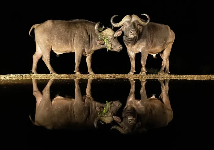 Framed Print : Pair of Cape Buffalo reflected in floodlit watering hole, Zimanga Private Game Reserve, Natal, South Africa