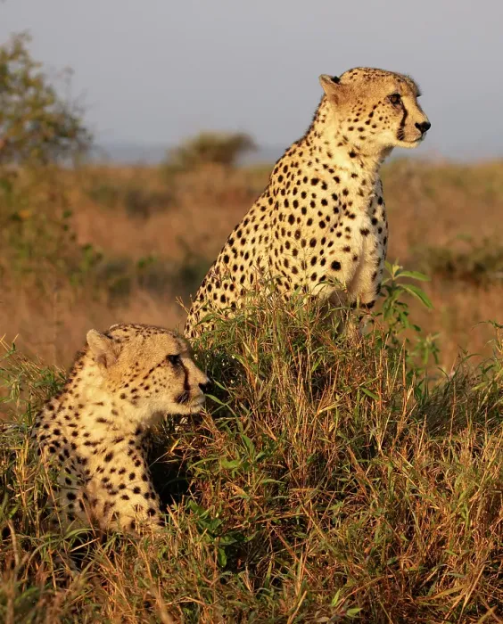 Framed Print : Pair of cheetah, Zimanga Private Game Reserve, Natal, South Africa Framed Print : Pair of cheetah, Zimanga Private Game Reserve, Natal, South Africa