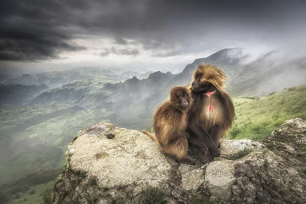a pair of Gelada baboon in Simien Mountains National Park, Northern Ethiopia