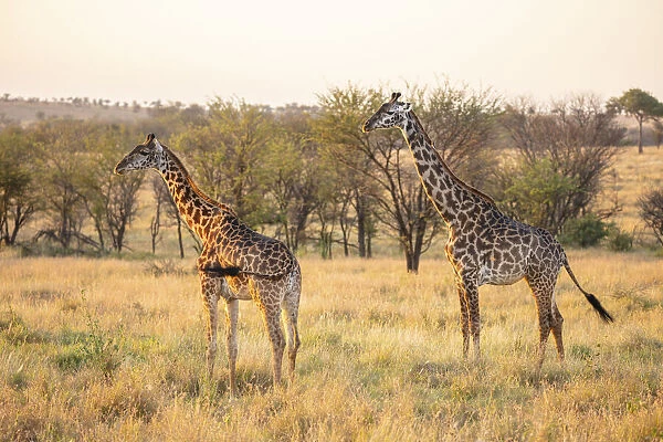 A pair of giraffe in the Serengeti, Serengeti National Park, Tanzania