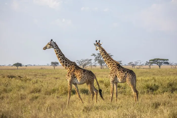 Framed Print : A pair of giraffe in the Serengeti, Serengeti National Park, Tanzania Framed Print : A pair of giraffe in the Serengeti, Serengeti National Park, Tanzania