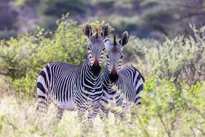 Framed Print : A pair of Hartmann's Mountain zebra, Okonjima Nature Reserve, Namibia, Africa