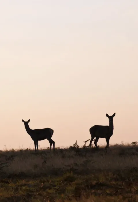 Framed Print : A pair of hinds, female red deer, at dawn, Richmond Park, Surrey, UK Framed Print : A pair of hinds, female red deer, at dawn, Richmond Park, Surrey, UK