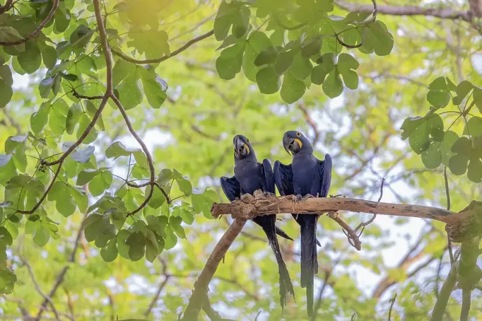 Framed Print : A pair of hyacinth macaw (Anodorhynchus hyacinthinus), or hyacinthine macaw, Pantanal, Mato Grosso, Brazil Framed Print : A pair of hyacinth macaw (Anodorhynchus hyacinthinus), or hyacinthine macaw, Pantanal, Mato Grosso, Brazil