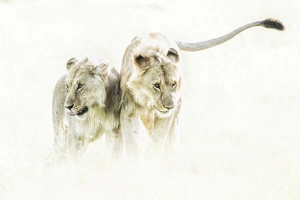 a pair of Lion (panthera leo) in the msai mara national reserve, kenya