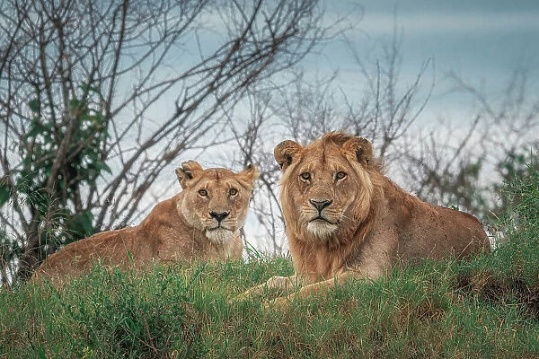 A pair of lions in the maasaimara, kenya