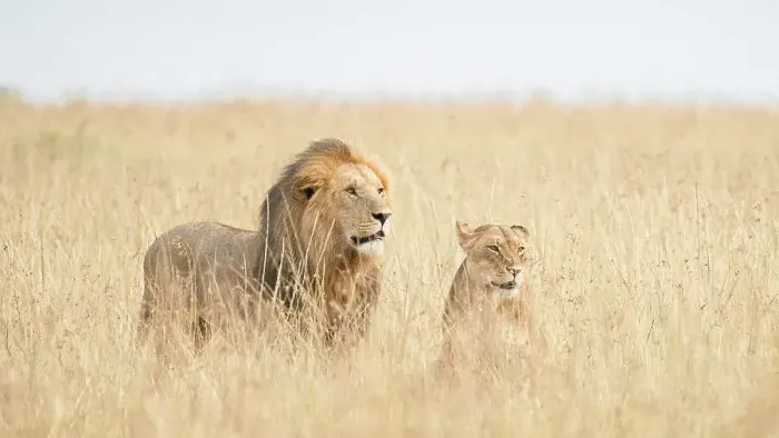 Framed Print : A pair of lions in the maasaimara, kenya