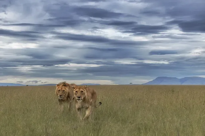 Framed Print : A pair of lions in the maasaimara, kenya