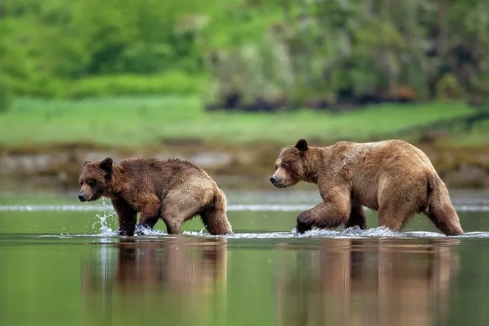 Framed Print : A pair of mating bears walking in the water at low tide in the Khutzeymateen Grizzly Bear Sanctuary in British Columbia, Canada Framed Print : A pair of mating bears walking in the water at low tide in the Khutzeymateen Grizzly Bear Sanctuary in British Columbia, Canada