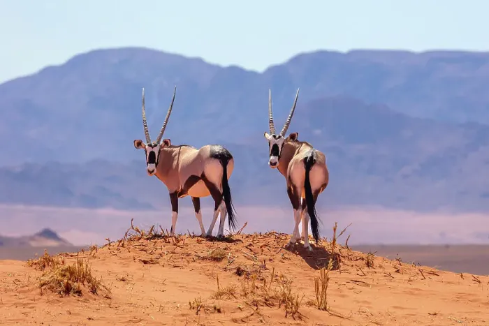 Framed Print : A pair of Oryx, Wolwedans, NamibRand Nature Reserve, Namibia, Africa Framed Print : A pair of Oryx, Wolwedans, NamibRand Nature Reserve, Namibia, Africa