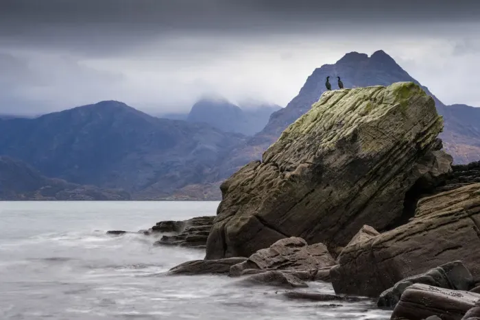 Framed Print : A pair of Shag (Phalacracorax aristotelis) perched on a rock, Elgol Framed Print : A pair of Shag (Phalacracorax aristotelis) perched on a rock, Elgol