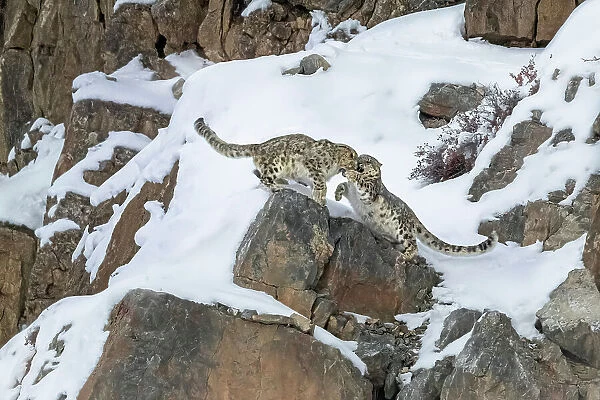 A pair of snow leopards fighting in Spiti Valley, Himachal Pradesh, India