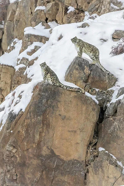 A pair of snow leopards in Spiti Valley, Himachal Pradesh, India
