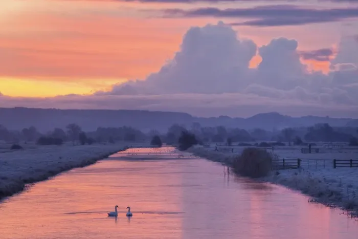 Framed Print : Pair of swans on Kings Sedgemoor Drain, Somerset Levels, Somerset, England Framed Print : Pair of swans on Kings Sedgemoor Drain, Somerset Levels, Somerset, England