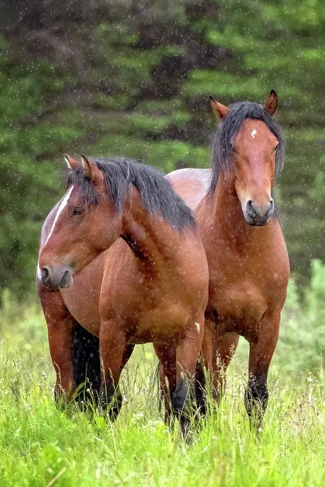 Framed Print : A pair of wild horses in Alberta, Canada Framed Print : A pair of wild horses in Alberta, Canada