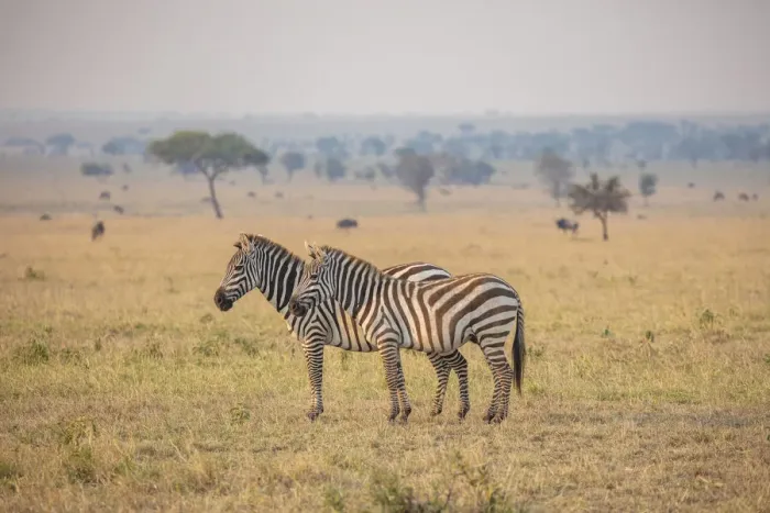 Framed Print : A pair of zebra in the Serengeti, Serengeti National Park, Tanzania Framed Print : A pair of zebra in the Serengeti, Serengeti National Park, Tanzania