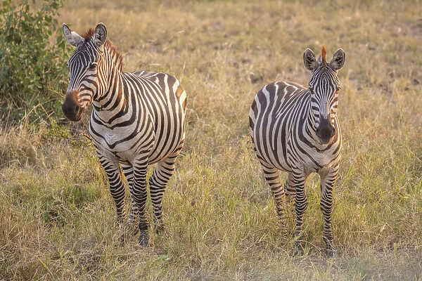 A pair of zebra in the Serengeti, Serengeti National Park, Tanzania