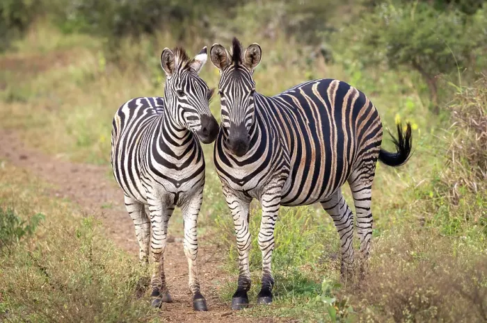 Framed Print : Pair of zebra, Zimanga Private Game Reserve, Natal, South Africa Framed Print : Pair of zebra, Zimanga Private Game Reserve, Natal, South Africa