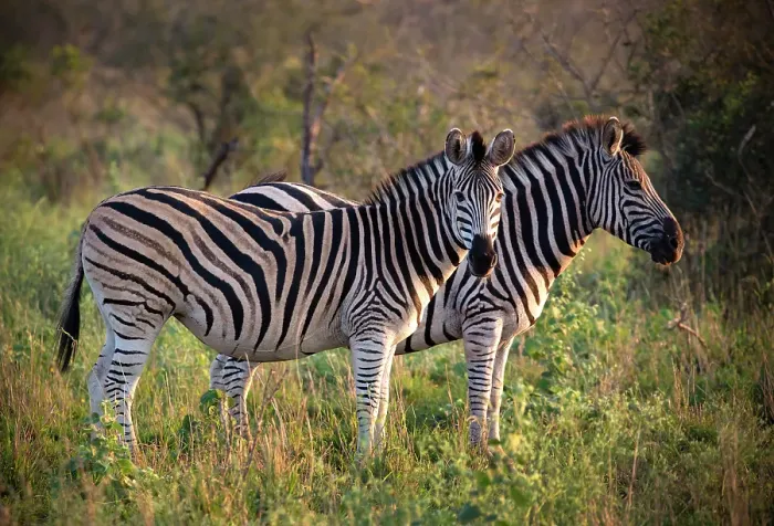 Framed Print : Pair of zebra, Zimanga Private Game Reserve, Natal, South Africa Framed Print : Pair of zebra, Zimanga Private Game Reserve, Natal, South Africa