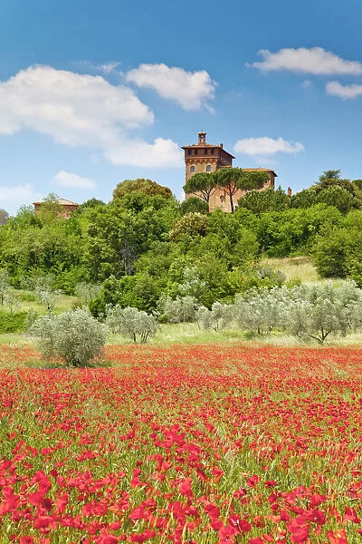 Palazzo Massaini & Field of Poppies, near Pienza, Tuscany, Italy