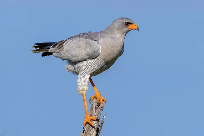Framed Print : Pale Chanting Goshawk, Okonjima Nature Reserve, Namibia