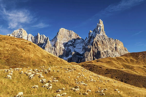 Pale di San Martino & Grazing Pecorino Sheep, Passo Rolle, Dolomites, Trentino-Alto Adige, Italy