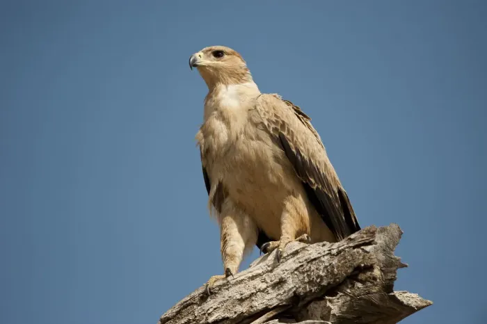 Framed Print : Pale tawny eagle on tree stump, Tarangire, Tanzania Framed Print : Pale tawny eagle on tree stump, Tarangire, Tanzania