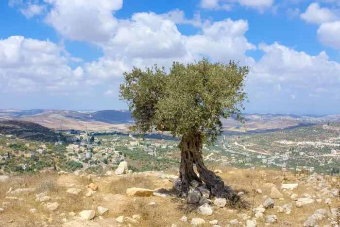 Framed Print : Palestine, West Bank, Nablus District, Olive tree at Maquam Sheikh Sha leh overlooking Framed Print : Palestine, West Bank, Nablus District, Olive tree at Maquam Sheikh Sha leh overlooking