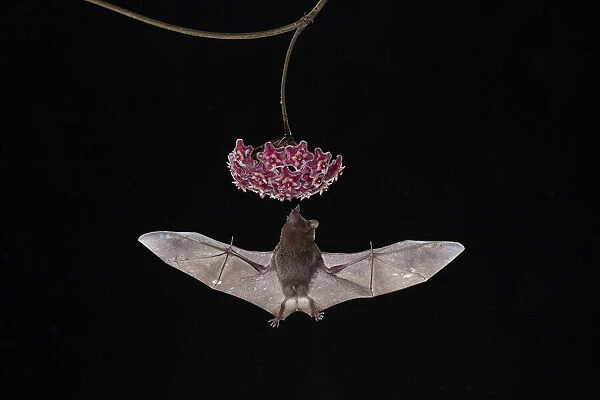Pallass long-tongued Bat (Glossophaga soricina) feeding from Hoya publicalyx (Fam