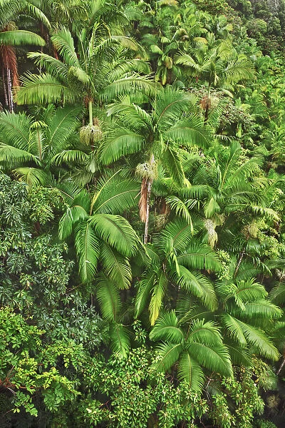 Palm forest - USA, Hawaii, Big Island, South Hilo, Nanue Falls, Hamakua Coast