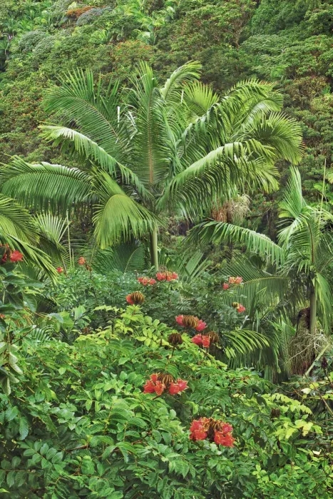 Framed Print : Palm forest - USA, Hawaii, Big Island, South Hilo, Nanue Falls, Hamakua Coast Framed Print : Palm forest - USA, Hawaii, Big Island, South Hilo, Nanue Falls, Hamakua Coast
